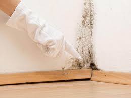 Reliable Tuskegee, AL Mold Removal Solutions